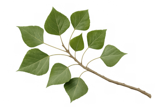 Poplar branch displaying vibrant green leaves, detached against transparent backdrop, supporting creative design work