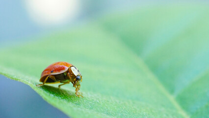 Ladybug cleans its paws on green leaf. Red Ladybird or Coccinella septempunctata