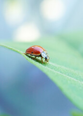 Macro photography of red ladybug with black spots crawling on a fuzzy plant stem. Ladybird as...