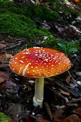 mushrooms in the autumn forest 