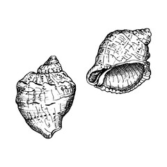 Two seashells in a black and white sketch style. Each shell has unique ridges and textures, in fine detail, ideal for coastal or nautical themes. Hand drawn vector illustration isolated on white