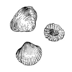 A set of sea shells with unique textures and shapes, capturing the natural beauty of marine life. Black and white vector illustration. Hand drawn sketch isolated on white. Ideal for seaside designs.