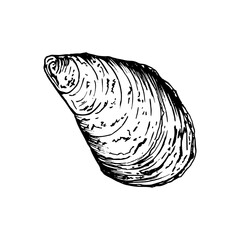 A detailed hand drawn seashell with natural texture and pattern. Black and white vector illustration isolated on white background. Sketch in line art style. Ideal for marine inspired designs.