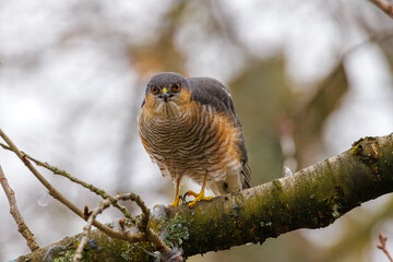 Sparrowhawk frontal with intense gaze on branch