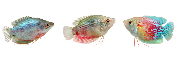 Set of Gourami fish isolated on a transparent background