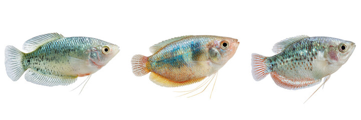 Set of Gourami fish isolated on a transparent background