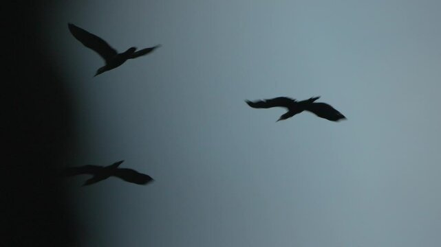Birds Flight Sky: Three crows soar, daytime flight, likely migration or foraging.