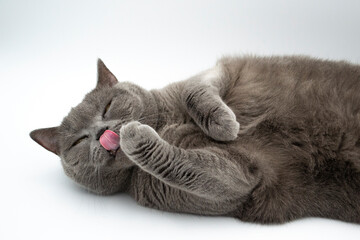 A Scottish Fold cat licks its paw. It washes itself.. cat on a white background