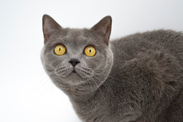 british shorthair cat. british shorthair cat
