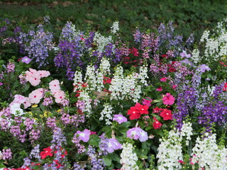 公園の花壇に咲いている花
