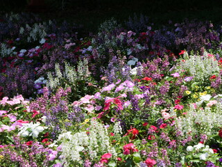 公園の花壇に咲いている花