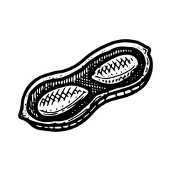 Peanuts in open shell. Hand drawn doodle vector. Ripe bean nut. Natural food. Organic ingredient. Grains seeds kernels. Agricultural plant. Farm product. Illustration line art element.