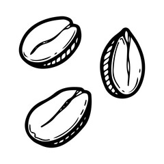 Peanut kernels. Hand drawn doodle vector. Ripe bean nut. Natural food. Organic ingredient. Kernel seed. Agricultural plant. Farm product. Illustration line art element.