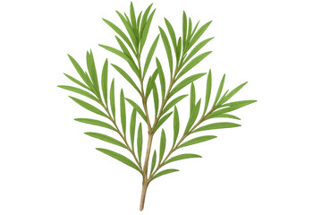 Naklejka premium Tarragon branch with multiple green leaves growing on transparent background, perfect for food and beverage projects