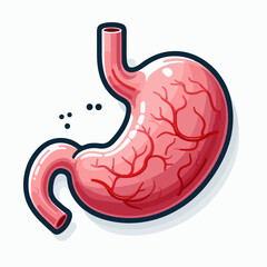 illustration of human stomaach