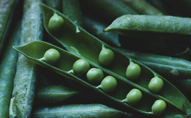 A pod of fresh green peas