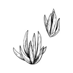 A set of ice plants. Coastal dune flower. Black and white hand drawn botanical style vector illustration. Painted by black inks. Sketch with fine lines isolated on white background.