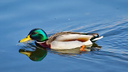Mallard Duck on Calm Water Vibrant Wildlife Photography