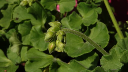 Nierozwinięte pąki kwiatu pelargonii © tomo81