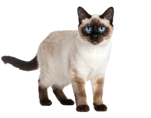 Siamese cat with bright blue eyes on a transparent background.