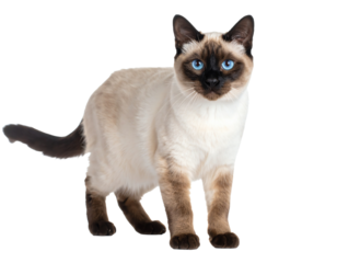 Siamese cat with bright blue eyes on a transparent background.