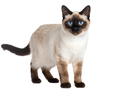 Siamese cat with bright blue eyes on a transparent background.