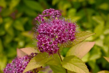 Japanese spiraea flowers. Rosaceae deciduous shrub. Five-petal red or white flowers bloom from May to August.