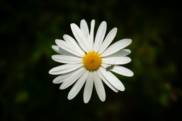 Single White Blossom in Natural Light &ndash; Minimal Floral Beauty