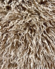 sheep fur texture