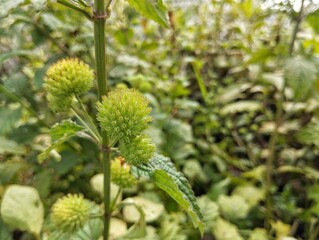 Knobweed plant (Hyptis capitata) in outdoor garden, close up view 
