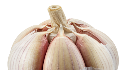 Close-up of a garlic bulb with cloves and a central stem, in an isolated png format on a transparent background, perfectly cut out