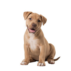Fototapeta premium Adorable Puppy with Bright Eyes and Playful Expression on isolated background, generative ai
