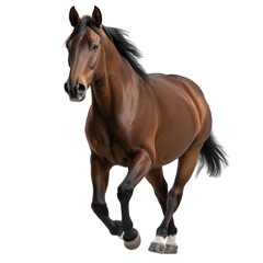 Obraz premium Elegant Brown Horse Standing Against on isolated background, generative ai