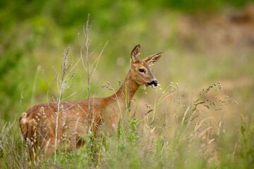 Roe Deer Standing in a Green Meadow in Natural Light