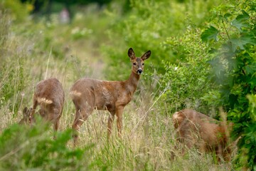 Roe Deer Family – Female with Two Young Deer Near a Hedge