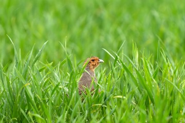 Common Partridge (Perdix perdix) in a Field Habitat