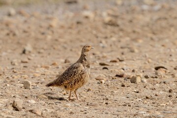 Partridge (Perdix perdix) on Sandy Ground in Natural Habitat