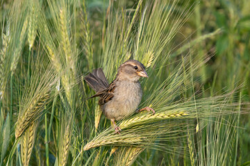 House Sparrow (Passer domesticus) perched on barley plant, agriculture bird close-up