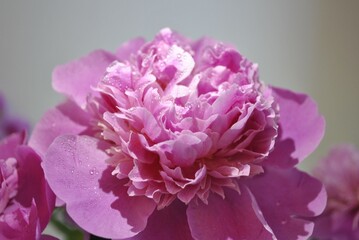 A soft pink peony, touched by morning dew, glows with quiet elegance. Each petal holds a crystal drop, reflecting the beauty of dawn. It’s a moment of pure stillness — delicate and romantic.