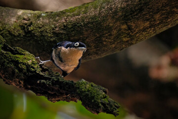 The blue nuthatch (Sitta azurea)