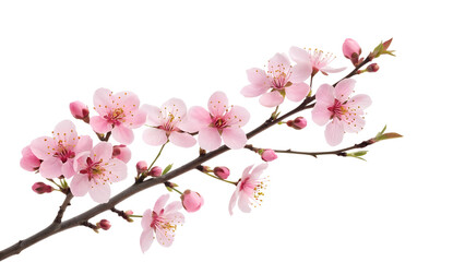 cherry blossom isolated on transparent background 
