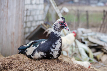 A duck is laying on the ground. There are other birds in the background. The duck is black and white
