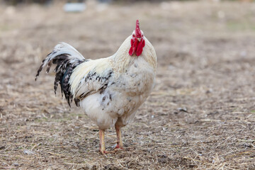 A white and black chicken standing in a field. The chicken has a red beak