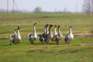 A flock of geese is grazing on a green meadow. The geese are walking together one after another.