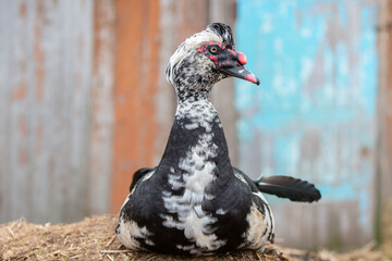 A black muscovy duck with white feathers rests peacefully on the straw. Its head is turned in profile.