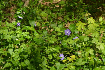 Blüte, Blatt, kleines Immergrün, Natur, Frühling