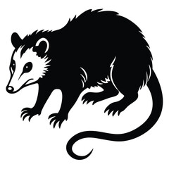 opossum vector