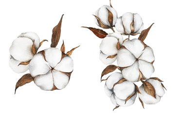 Hand Drawn Cotton Flowers Watercolor Illustration. Cotton Balls isolated on white. Floral Watercolor Art. Cotton Plant watercolor drawing. Cotton Branches Hand Painted Isolated. Eco and organic design