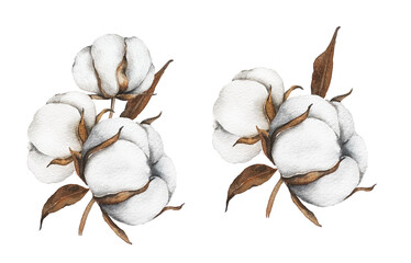 Hand Drawn Cotton Flowers Watercolor Illustration. Cotton Balls isolated on white. Floral Watercolor Art. Cotton Plant watercolor drawing. Cotton Branches Hand Painted Isolated. Eco and organic design