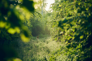 Deer standing in clearing in sunny forest. High quality photo